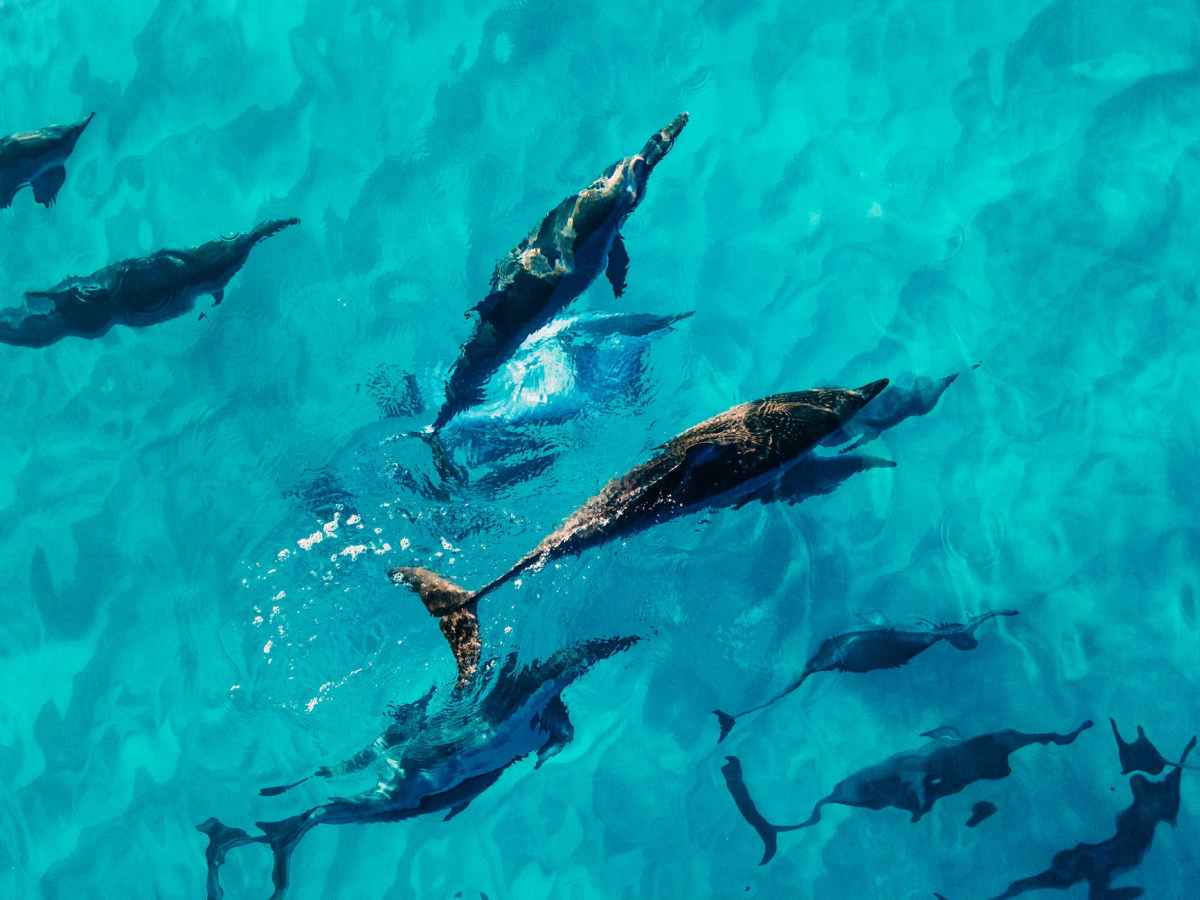 Dolphins Eavesdrop on Each Other to Avoid Awkward Run-Ins