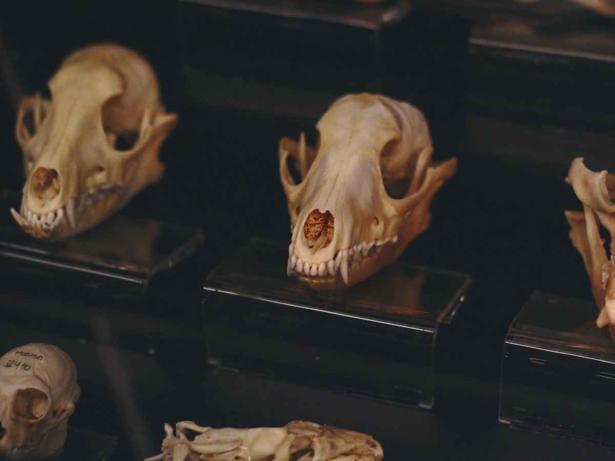Climate-Driven Extinction Made Mammals’ Teeth Less Weird￼