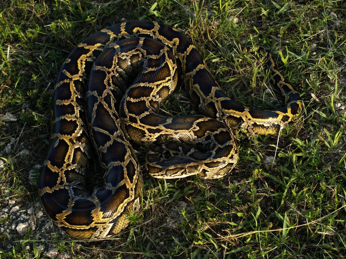 Florida’s War With Invasive Pythons Has a New Twist