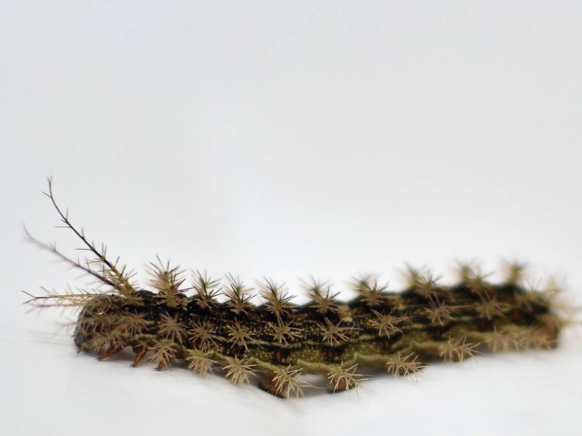 Don’t step on this caterpillar